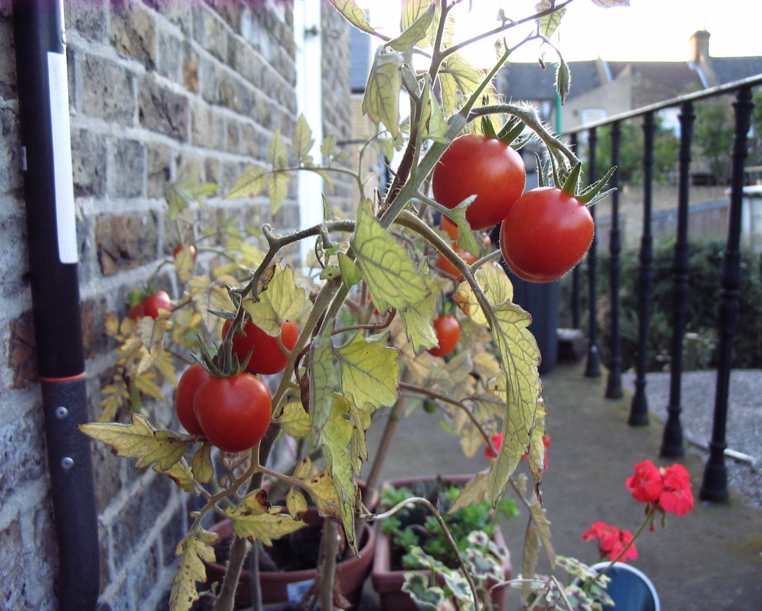 Посадка помидоры черри на балконе